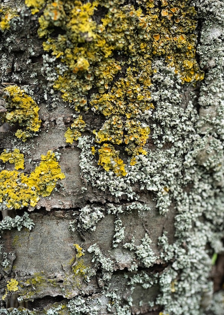 Premium Photo | Detail of a wooden desk with moisture and fungi the ...