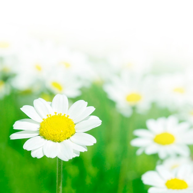 Free Photo | Detailed daisy background