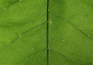Detailed leave texture, organic | Free Photo