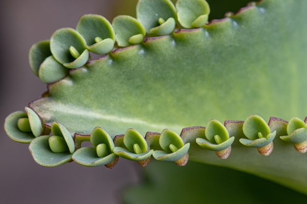 Details of the leaves of a crasulaceous plant of the species kalanchoe laetivirens Premium Photo