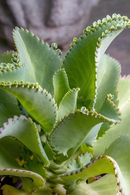 Details of the leaves of a crasulaceous plant of the species kalanchoe laetivirens Premium Photo