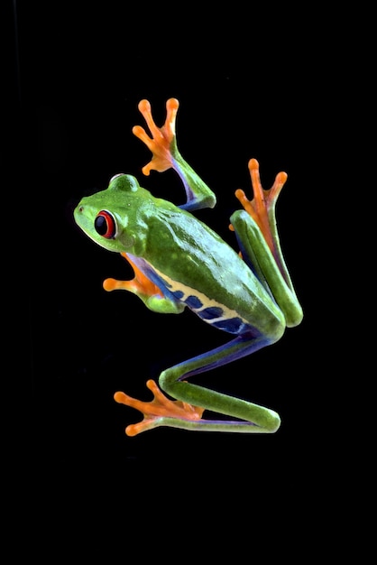 Premium Photo | Details of a redeyed tree frog seen from above