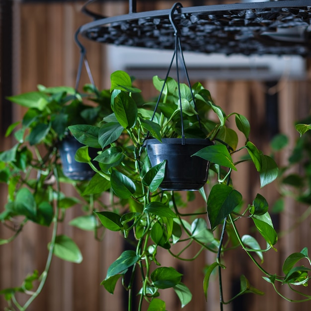 Devil's ivy plant hanged on chandelier Premium Photo