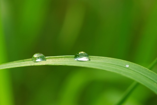 Premium Photo | Dew drop on a blade of grass