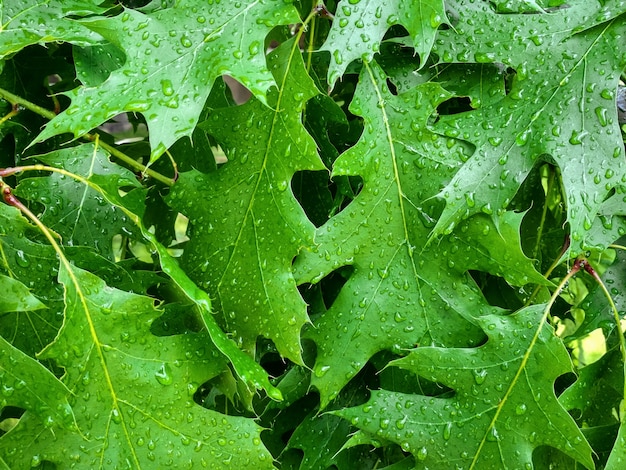 Premium Photo | Dew on young leaves oak. green leaf of oak quercus ...