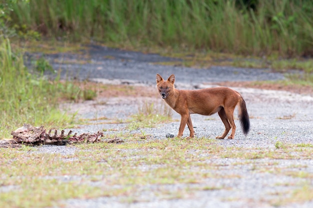 カオヤイ国立公園 タイで鹿の死体を食べるドールやアジアの野生の犬 プレミアム写真