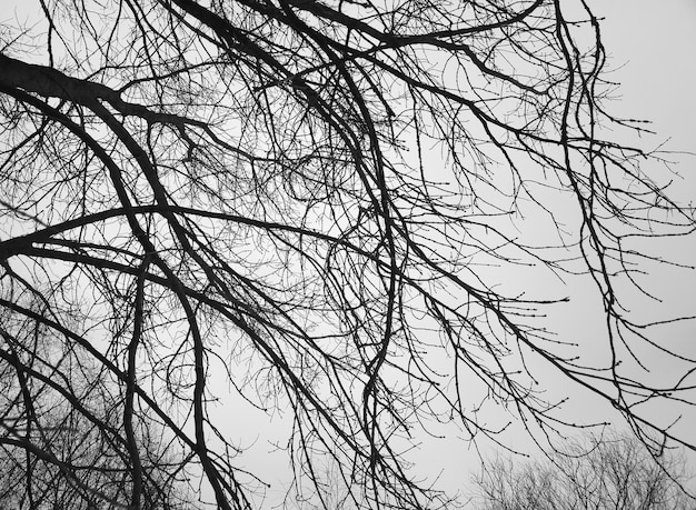 Premium Photo | Diagonal black and white tree branches texture ...