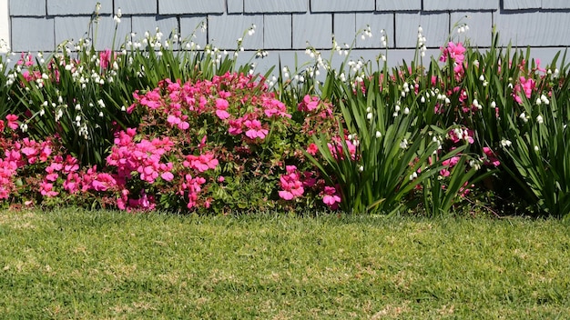 ディアシアとスノーフレークの花カリフォルニアアメリカスノーベル露滴やわらかい花ホームガーデニングアメリカの装飾的な観葉植物自然植物の雰囲気緑の芝生と家の木製の壁 プレミアム写真