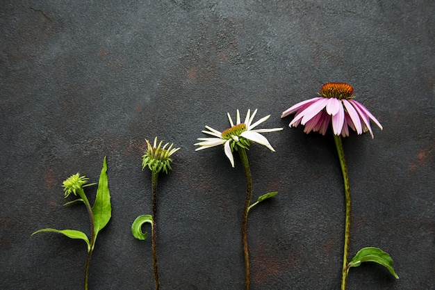 エキナセアの花の成長のさまざまな段階 プレミアム写真