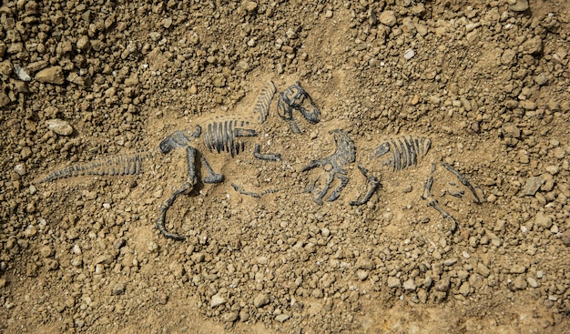 dig a dinosaur skeleton triceratops