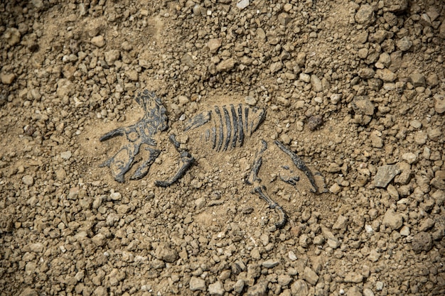 dino dig site triceratops