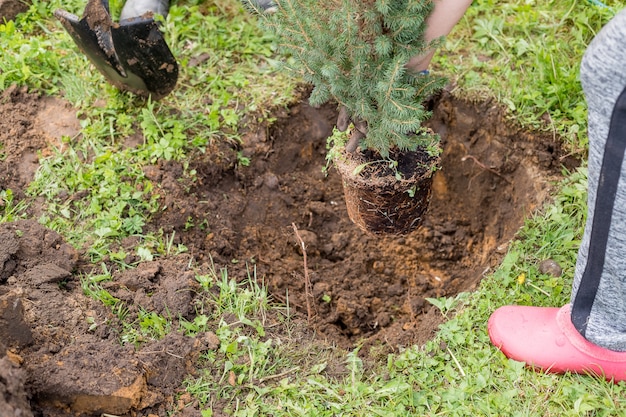 Premium Photo | Digging out, gardener replanting small coniferous tree ...