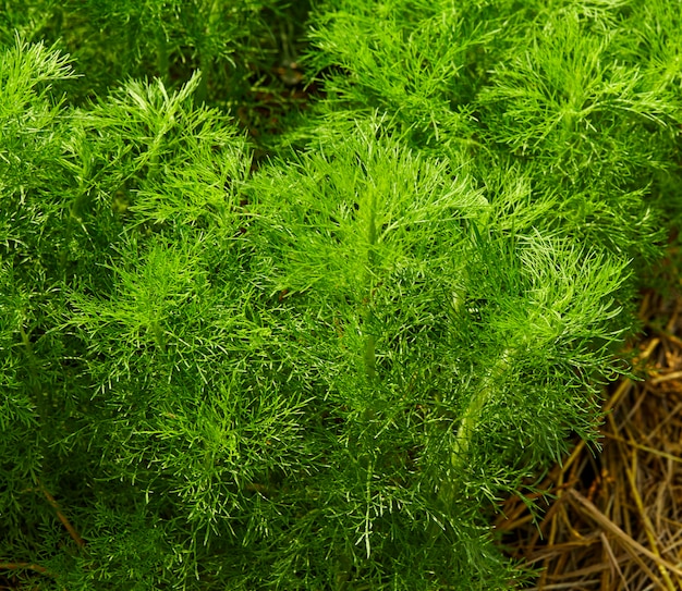 Dill. herb leaf background | Premium Photo