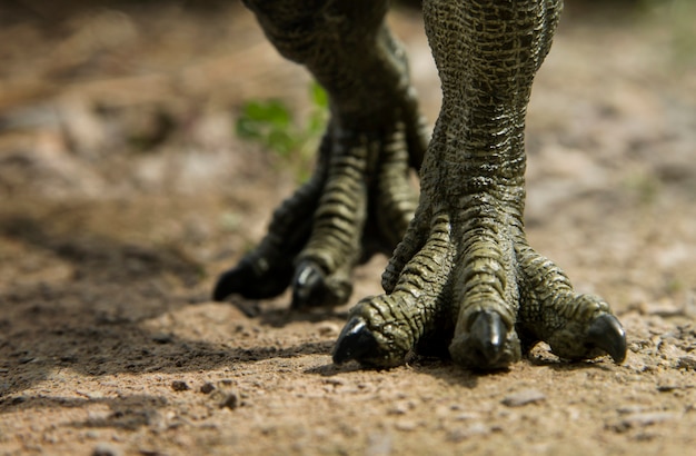 Premium Photo | Dinosaur feet walking of tyrannosaurus ( t-rex ) on the ...