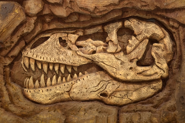 two headed dinosaur fossil