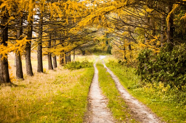 Premium Photo Dirt Road Through The Colorful Yellow Autumn Forest