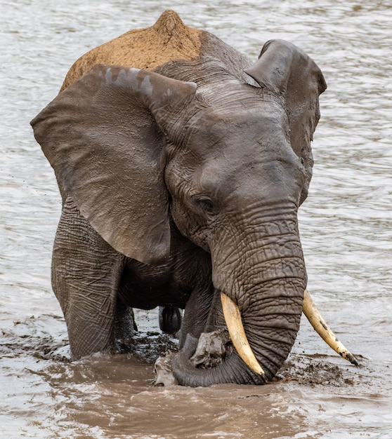 Premium Photo | Dirty elephant swimming in a lake under the sunlight at ...