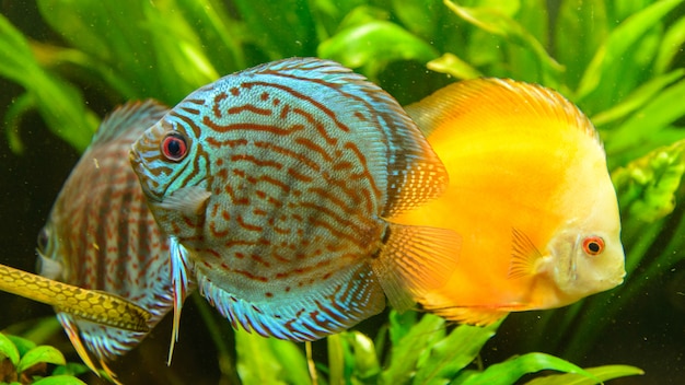 سجل حضورك  بصوره لاسماك - صفحة 7 Discus-fish-group-symphysodon-aequifasciatus-front-green-plants_61608-382