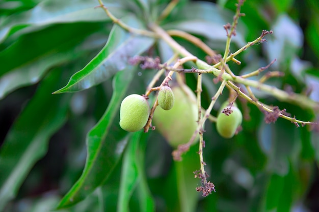 マンゴーの果実や葉の皮膚が黒い斑点になるマンゴーの病気 プレミアム写真