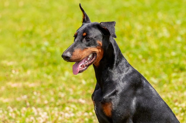 Premium Photo | Doberman dog close up in summer on a background of ...