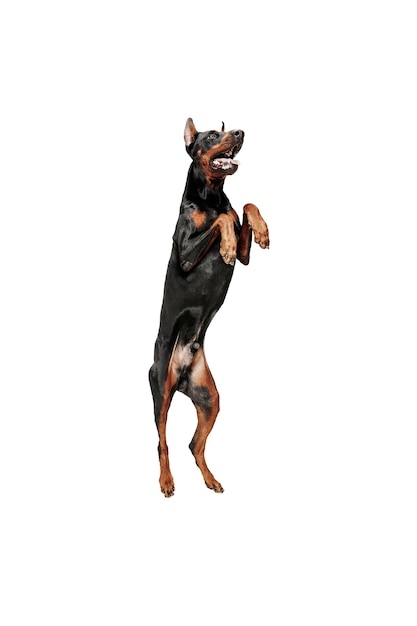 Free Photo | Doberman dog isolated on white in studio.