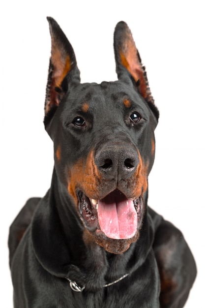 Premium Photo | Doberman isolated on white