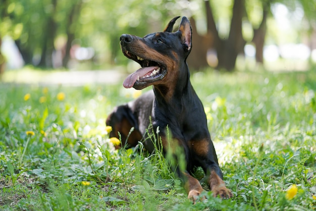 Premium Photo | Doberman lying on the grass