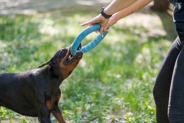 trained doberman pinscher