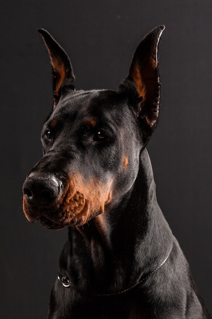 Premium Photo | Doberman pinscher portrait on black.