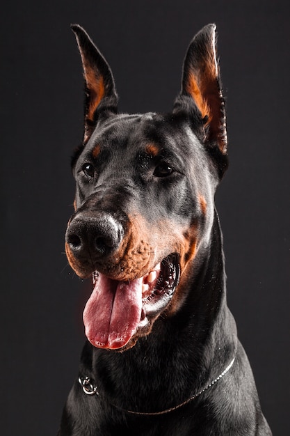 Premium Photo | Doberman pinscher portrait on black.