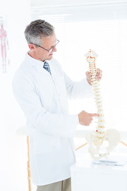 Premium Photo | Doctor showing anatomical spine