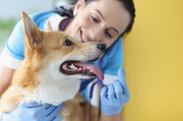 Premium Photo | Doctor veterinarian holding green capsule of medication ...