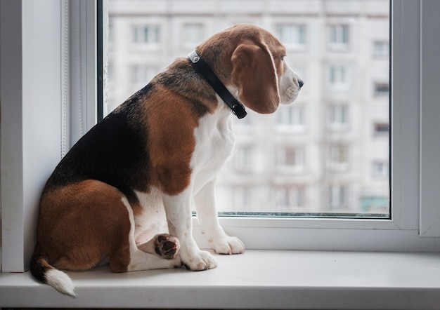 Premium Photo | Dog of the beagle breed sitting on the windowsill and ...