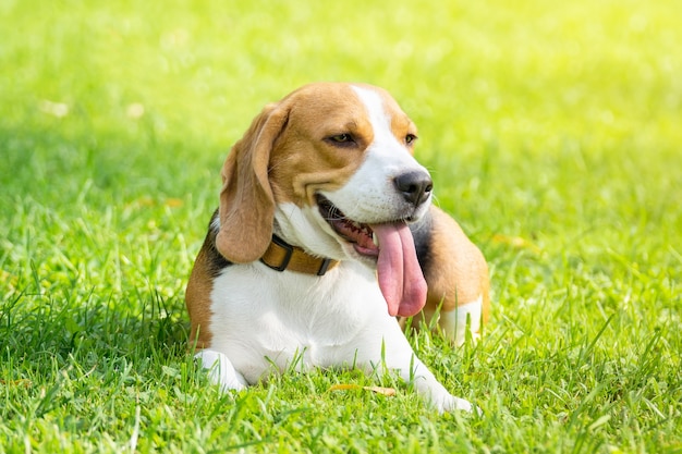 Premium Photo | Dog beagle on the grass