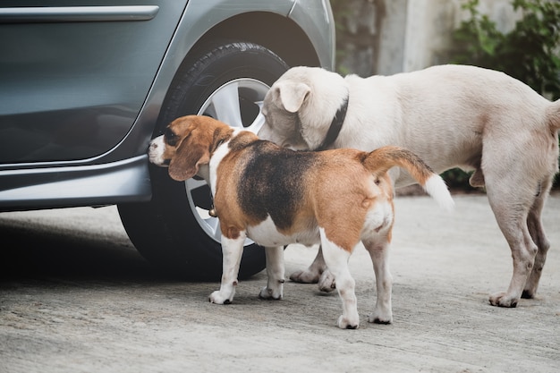 犬ビーグルの臭いとおしっこ前に車のホイールの周りを調査 プレミアム写真