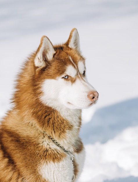 犬の青い目のハスキー茶色の白い色が雪の背景に座っている 無料の写真