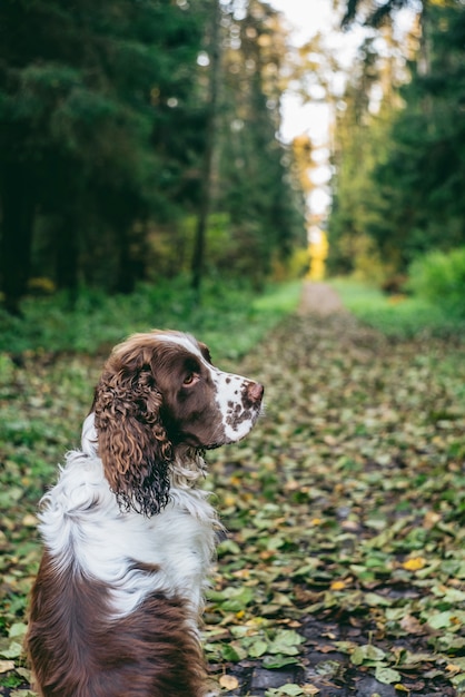 Dog Bread English Springer Spaniel Sits In Autumn Forest Dog Is