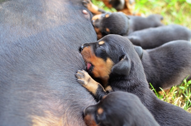 Premium Photo Dog Breastfeeding Hungry Puppies