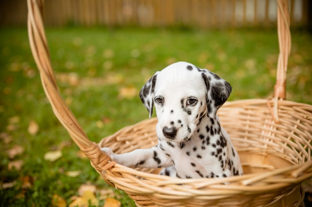 pitter patter pets walk along dalmatian