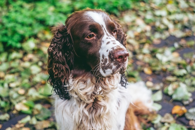 犬の品種英語スプリンガースパニエルは秋の森に座っています プレミアム写真