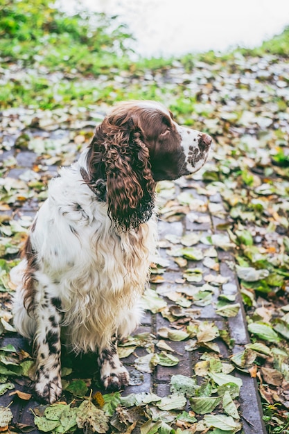 秋の公園に座っている犬種イングリッシュスプリンガースパニエル プレミアム写真