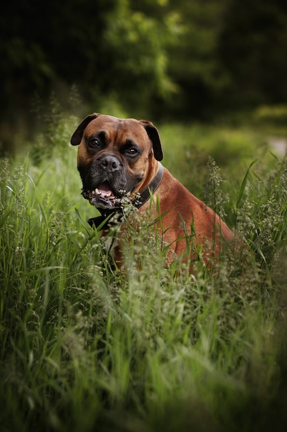 庭で犬の品種のドイツのボクサー プレミアム写真