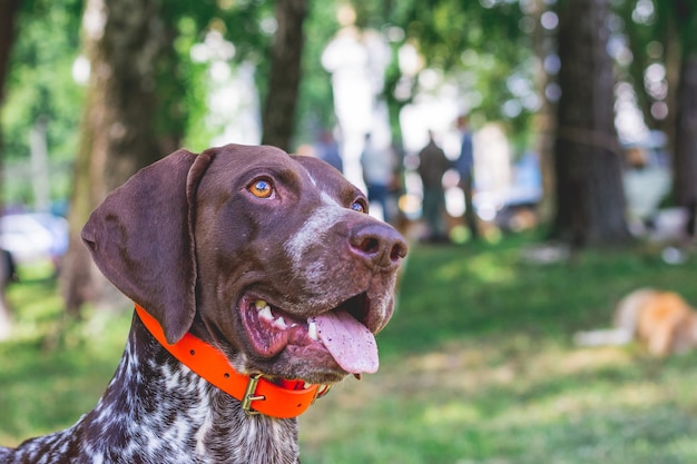 Premium Photo | Dog breed german shorthaired pointer with a lovely gaze ...