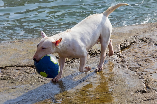 Dog Of Breed Miniature Bull Terrier Sequence Several Photos