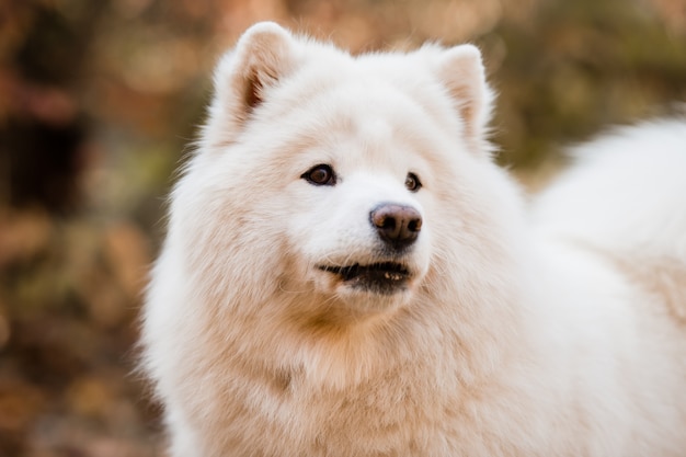 Premium Photo | Dog breed samoyed in a nature landscape