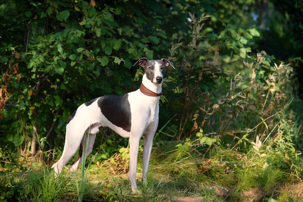 whippet hunting dog