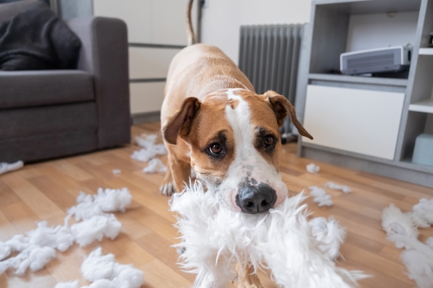 dog destroying pillows