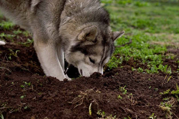 犬が地面を掘る プレミアム写真