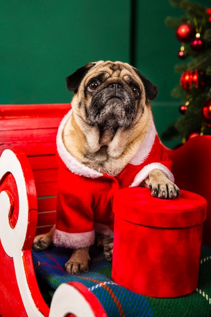 Free Photo | Dog dressed as santa sitting in sleigh