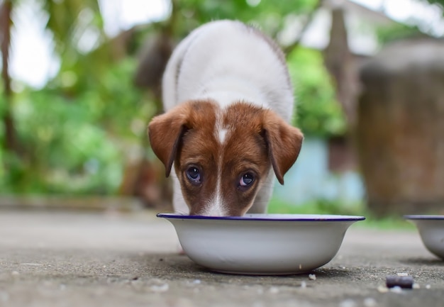 stuffed animals eating dog food